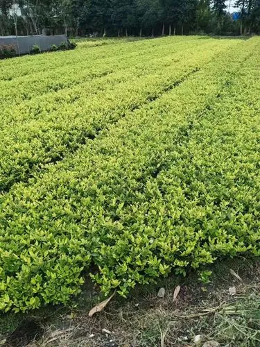 田径训练运动器材